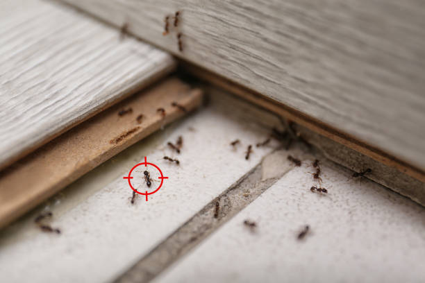 Flea Control Services in Edgard, LA