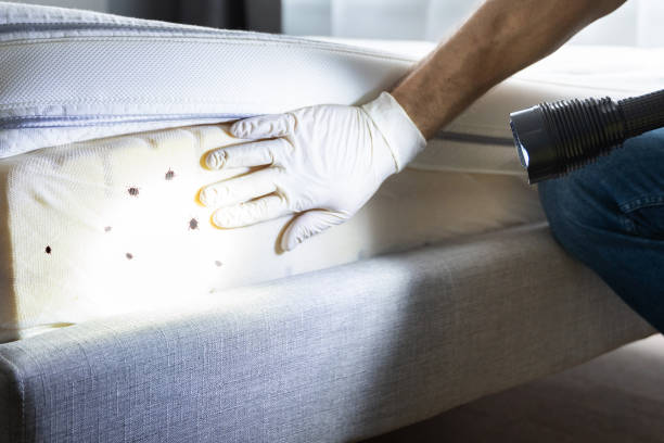Best Termite Control Services  in Edgard, LA